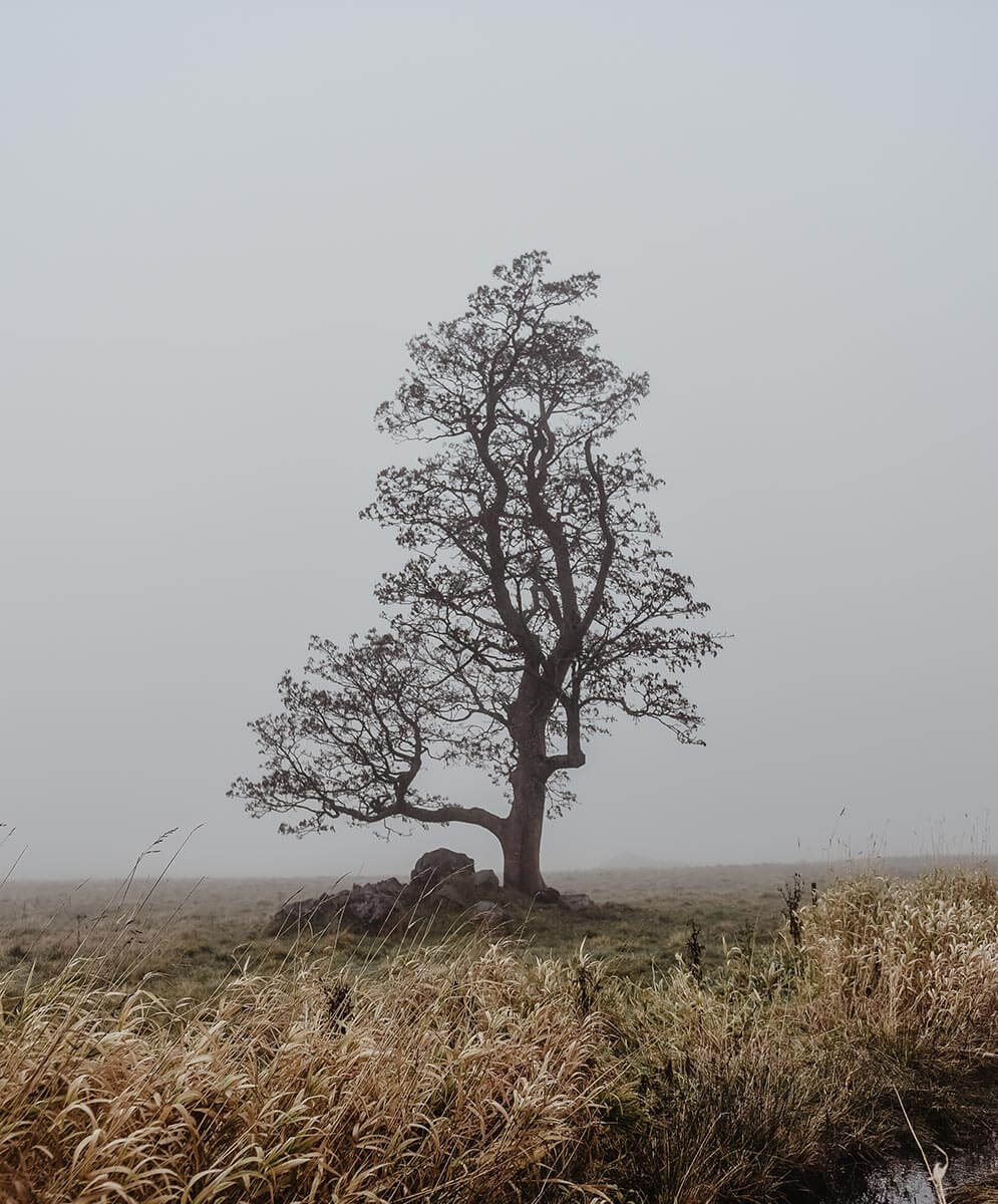Osamocený strom v mlze, Krušné hory